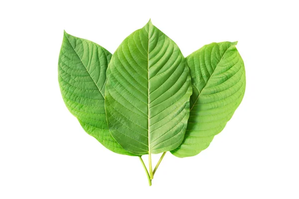 Green Mitragyna Speciosa Korth Leaves Kratom Isolato Sfondo Bianco Sanità — Foto Stock