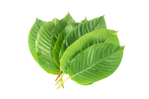 Grüne Mitragyna Speciosa Korth Blätter Kratom Isoliert Auf Weißem Hintergrund Stockbild