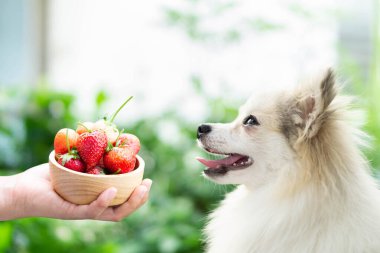 Yakından bakınca sevimli Pomeranian köpeği kırmızı çilek görünümlü elinde mutlu bir an, seçici bir odak