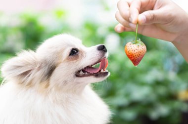 Yakından bakınca sevimli Pomeranian köpeği kırmızı çilek görünümlü elinde mutlu bir an, seçici bir odak