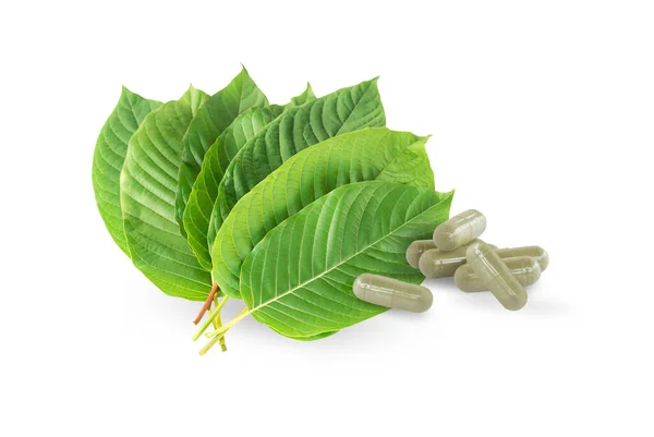 stock image Green Mitragyna speciosa Korth Leaves (Kratom) isolated on white background, Health Care and Midical Concept