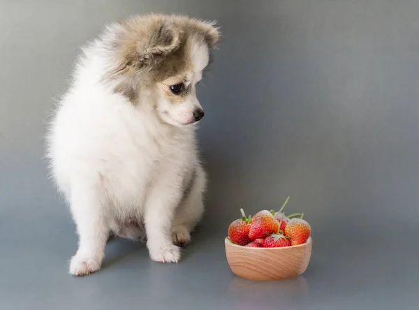 Primer Plano Lindo Perro Pomerania Buscando Fresa Roja Mano Con —  Fotos de Stock