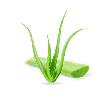 Aloe Vera bitkiyi beyaz arka plan, bitki ve tıbbi konsept üzerine izole etti