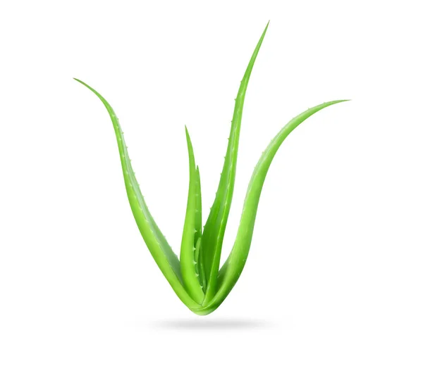 Aloe Vera Deixa Planta Isolada Fundo Branco Erva Conceito Médico — Fotografia de Stock