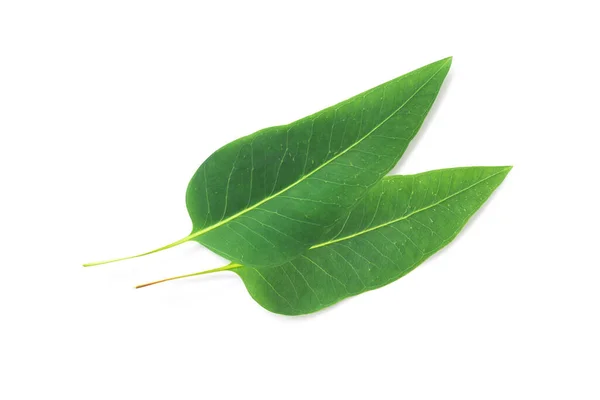 Zweig Und Blätter Eukalyptus Auf Weißem Hintergrund — Stockfoto