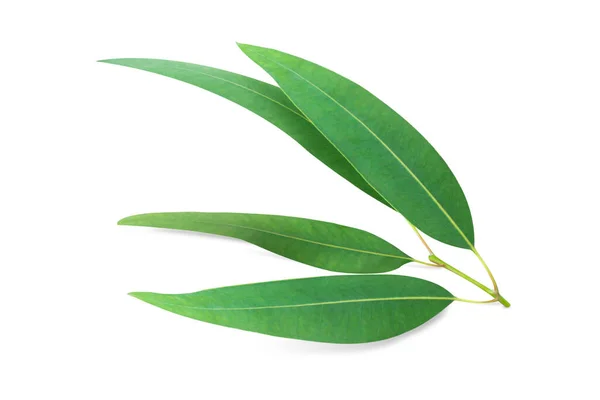 Zweig Und Blätter Eukalyptus Auf Weißem Hintergrund Stockfoto
