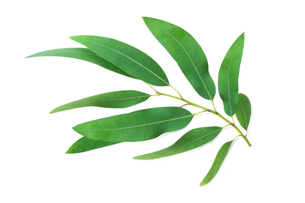Zweig Und Blätter Eukalyptus Auf Weißem Hintergrund lizenzfreie Stockbilder