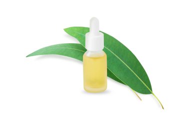  Beyaz arkaplanda okaliptüs dalları ve yaprakları