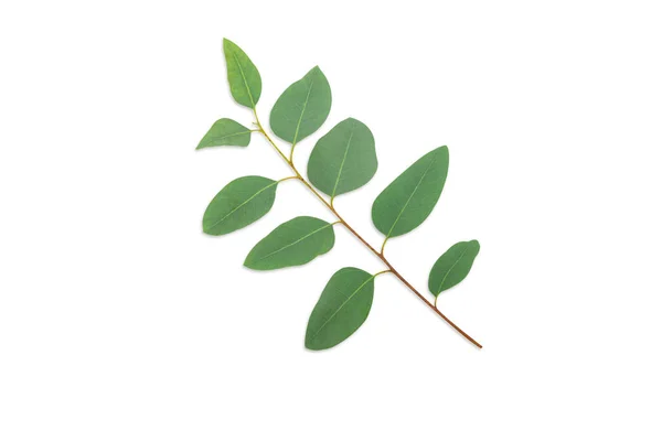 Gałęzie Liście Eukaliptusa Białym Tle — Zdjęcie stockowe
