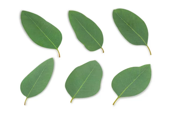 Set Takken Bladeren Eucalyptus Witte Achtergrond — Stockfoto