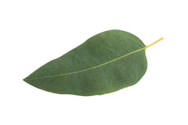 Branch Leaves Eucalyptus White Background — Stock Photo, Image