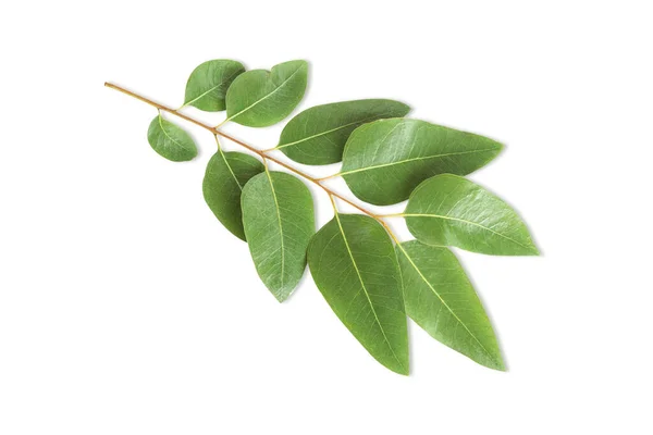 Tak Bladeren Eucalyptus Witte Achtergrond — Stockfoto