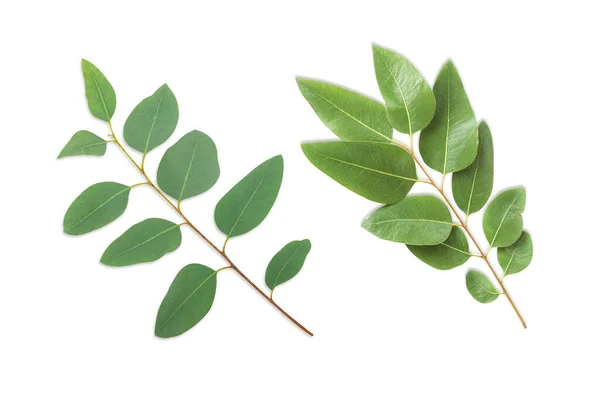 Gałęzie Liście Eukaliptusa Białym Tle — Zdjęcie stockowe