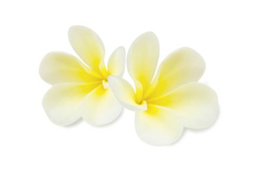 Kapalı Plumeria beyaz renk beyaz arka plan spa rahatlamak için