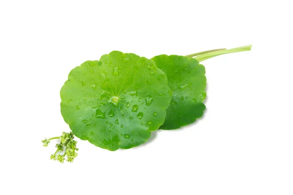 Gotu Kola Nın Yakın Çekim Yaprağı Asya Pennywort Beyaz Arka — Stok fotoğraf