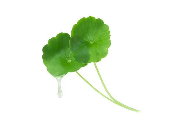 Closeup Leaf Gotu Kola Asiatic Pennywort Indian Pennywort White Background Royalty Free Stock Images