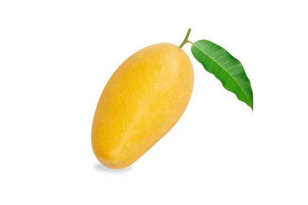 Κοντινό Πλάνο Ώριμα Μάνγκο Τροπικά Φρούτα Φύλλα Απομονωμένα Λευκό Φόντο — Φωτογραφία Αρχείου