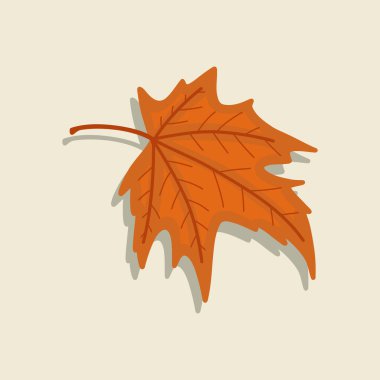 Turuncu akçaağaç yaprağının sonbahar yaprakları mevsimi izole eder.