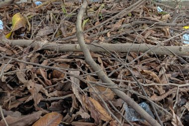 pile of wood from cut trees
