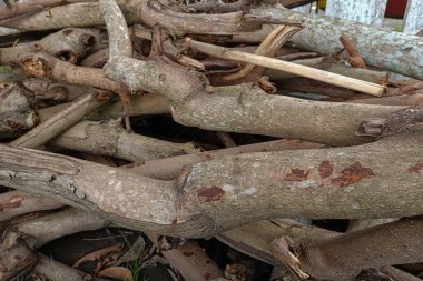 pile of wood from cut trees