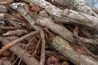 pile of wood from cut trees