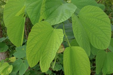 green teak leaves on the plantation