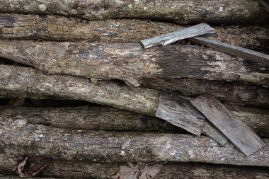 pile of wood from cut trees