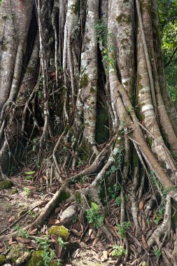 Karmaşık Hava Kökleri olan Büyük Banyan Ağacı
