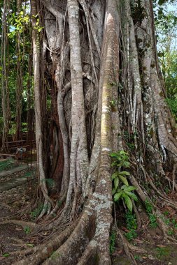 Karmaşık Hava Kökleri olan Büyük Banyan Ağacı