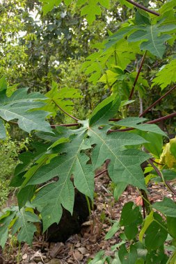 Yeşil Papaya Eşsiz Şekilde Çıkıyor