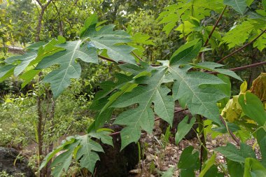 Yeşil Papaya Eşsiz Şekilde Çıkıyor