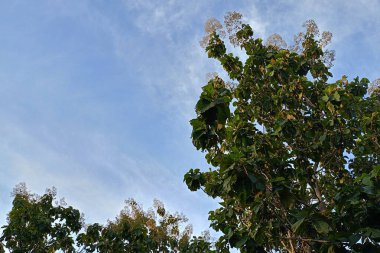 Açık Mavi Gökyüzüne Karşı Yeşil Ağaç Yaprakları