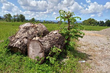 Parlak Gök Altında Pirinç Tarlasının Kıyısındaki Ağaç Kütükleri
