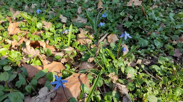 Bahçedeki güzel çiçekler