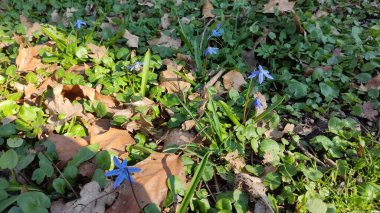 Ormanda güzel bahar çiçekleri