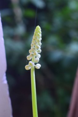 Narin yeşil çiçek başakçığı, muhtemelen Drimiopsis veya Muscari, gövdesi boyunca şekillenen küçük beyaz tomurcuklar, yeni büyümeyi ve ince doğal güzelliği temsil ediyor..