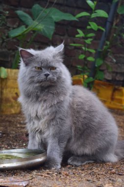 Pofuduk gri kehribar gözlü kedi, açık havada bir su kabının yanında oturuyor, kürkü doğal ve dünyevi bir zemine vurgulanıyor..