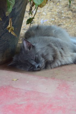 Tüylü gri bir kedi, kırmızı-kahverengi bir yüzey üzerinde huzur içinde uyur. Uzun kürkü yumuşak bir doku oluşturur. Huzurlu, iç huzuru somutlaştırır..