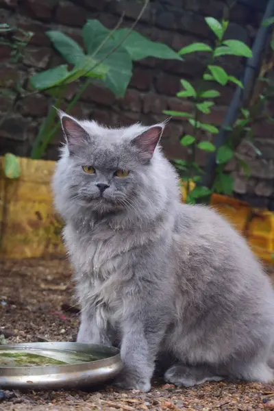 Pofuduk gri kehribar gözlü kedi, açık havada bir su kabının yanında oturuyor, kürkü doğal ve dünyevi bir zemine vurgulanıyor..