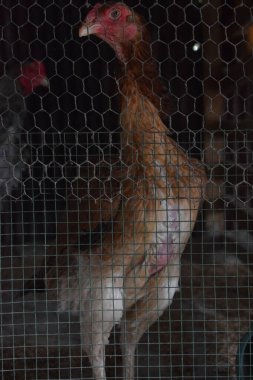 Vurucu kahverengi horoz, muhtemelen bir Asil ya da Shamo cins, bir çiftlik ortamında güçlü yapısını ve canlı kırmızı yüzünü gösteren tel örgülerin arkasında tetikte durur..