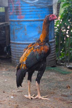 Çarpıcı bir av horozu, muhtemelen bir Shamo ya da Tayland oyunu, güçlü ve tetikte bir duruş ile duruyor, kırsal bir çiftlik ortamında belirgin siyah ve ateşli turuncu-kırmızı tüylerini sergiliyor..