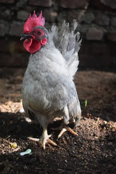 Canlı kırmızı bir tarak ve gerdanlarıyla çekici gri bir horoz gururla durur toprağın üstünde, küçük cüssesini ve kendine özgü çiftlik hayvanlarının çekiciliğini sergiler..