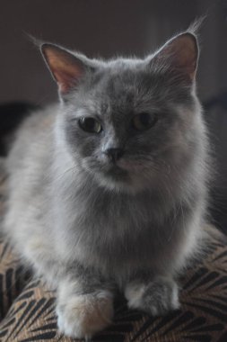 Güzel, uzun saçlı, büyüleyici gözleri olan gri bir kedi nazikçe bakar. Zarafeti ve sıcaklığı somutlaştırır. Evcil hayvan ve arkadaşlık temaları için mükemmeldir..