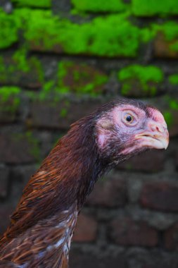 İşte 50 paragraf biçimli insancıl, SEO dostu bir açıklama, Depo fotoğrafları için uygun: Yakın plan Asil bir tavuğun yoğun bakışını ve belirgin özelliklerini gözler önüne serer,