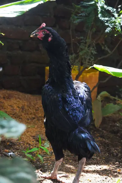 İşte 50 paragraf biçimli insancıl, SEO dostu bir açıklama, Depo fotoğrafları için uygun: Yakın plan Asil bir tavuğun yoğun bakışını ve belirgin özelliklerini gözler önüne serer,