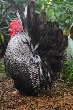 Çarpıcı bir Japon Bantam horozu, çarpıcı siyah beyaz tüyleri ve canlı kırmızı bir tarağıyla doğal zemin üzerinde gururla durur. Bu büyüleyici kümes hayvanı eşsiz bir kümes hayvanı ve çiftlik cazibesine sahip..