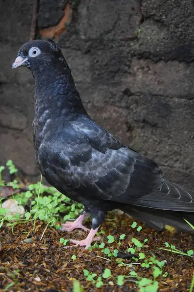 Büyüleyici beyaz gözleri olan çarpıcı siyah bir güvercin zarif bir şekilde toprak üzerinde duruyor. Küçük yeşil filizler, koyu renkli bir duvara karşı dizilmiş..