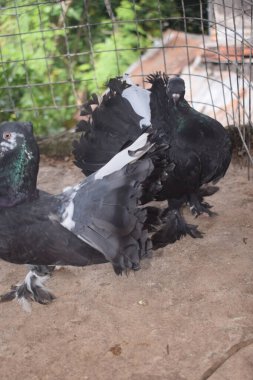 İki görkemli güvercin, biri siyah ve biri beyaz işaretli, etkileyici yelpazeli kuyruklarını bir muhafaza içinde sergiliyorlar, eşsiz güzelliklerini ve duruşlarını vurguluyorlar..