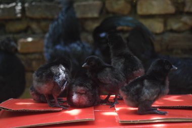 Bir grup sevimli siyah piliç, tüylü siyah tüyleriyle birlikte, arka planda bulanık yetişkin tavuklarla birlikte, kümes hayvanlarının masumiyetini ve hassas yeni yaşamını resmediyorlar..