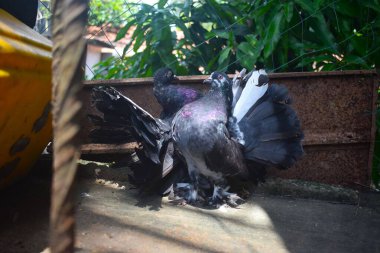 Göz kamaştırıcı iki fantail güvercini, biri parlak mor ve yeşil renkli, diğeri de çarpıcı beyaz kuyruk işaretli, betonun üzerinde güvenle duruyor, benzersiz tüylerini sergiliyorlar..